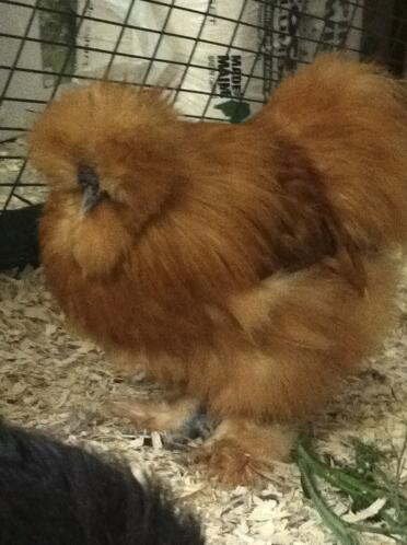 Close up of chicken