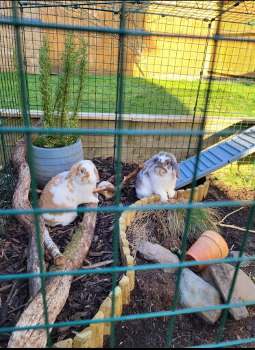 Rufus and ginger