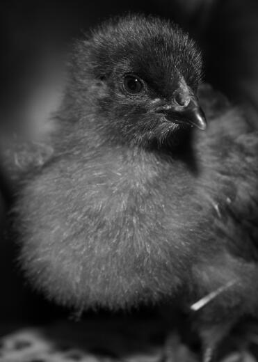 Bluebelle chick 2 weeks