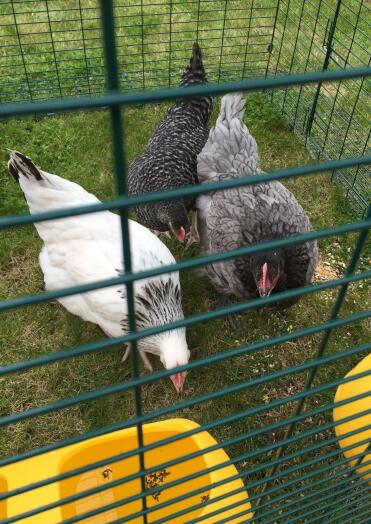 My 3 hybrid hens - Light Sussex, Barred Rock & Beechwood Blue