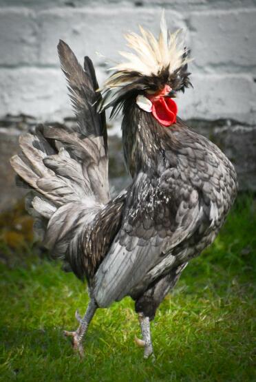 White Crested Blue Poland Cockerel