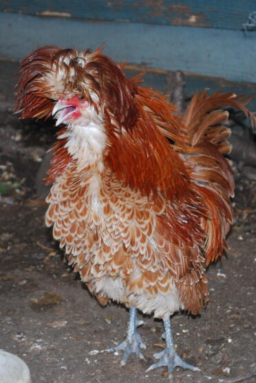 Frizzle Chamois Poland Cockerel