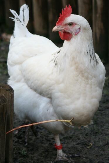 Chicken in garden