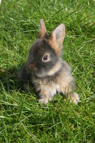 Cute fluffy rabbit sitting on grass