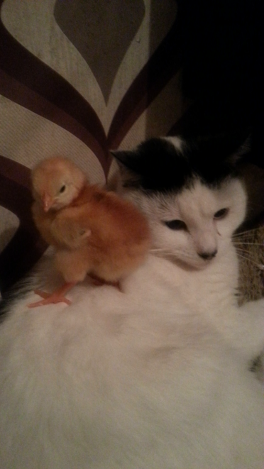 my cat max and my rhode island chick