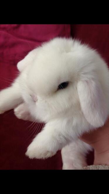 BEW mini lop buddleia bunnies 