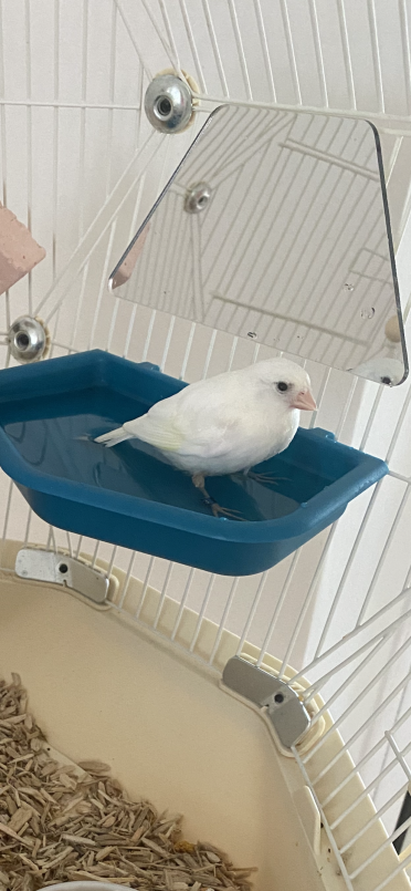 Gucci loves his bath, so much so it’s used daily.