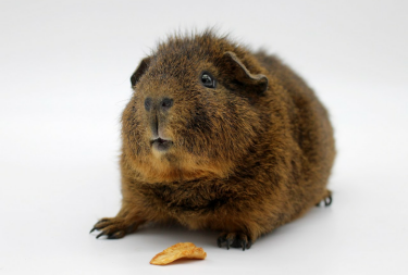Guinea pig with food
