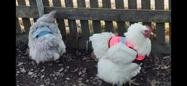 Chickens with hi-viz chicken jackets on