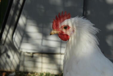 We love having a cockerel some are even friendlier than our hens! 