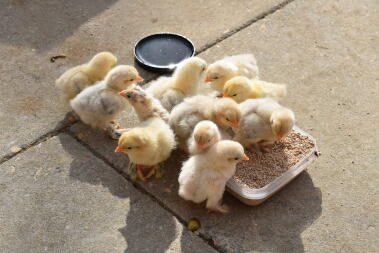 chicks outside for the first time