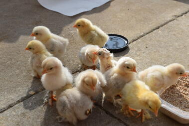 chicks outside for the first time