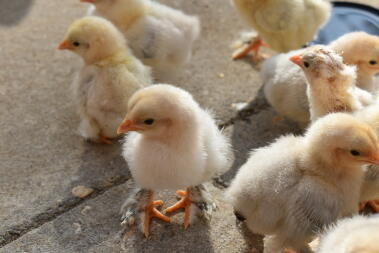 chicks outside for the first time