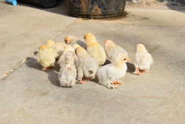 chicks outside for the first time