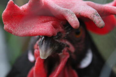 Leghorns are prone to frostbite because of their large combs