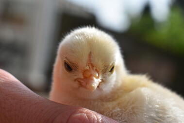 chick