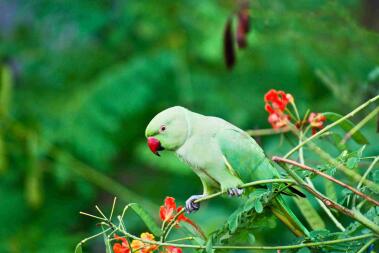 Five Talking Bird Species to Consider