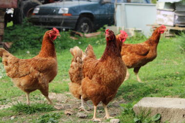 Chickens in garden