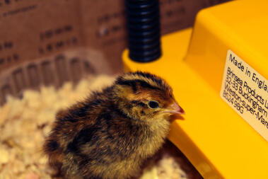 Chick!