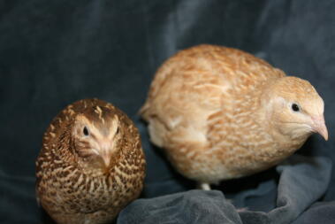 Quail Hens