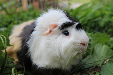 Guinea pig eating leaves