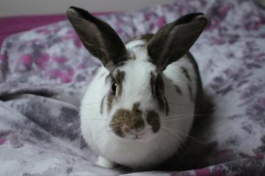 Rabbit laying on bed