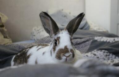 Rabbit laying on bed