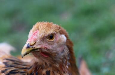 Close up of chicken