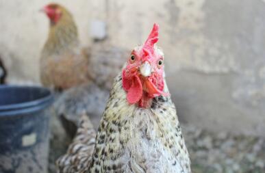 Chicken looking into camera