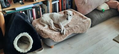 We love this new bed!