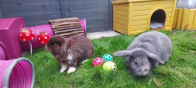 These 2 lovebugs are thrilled with their tunnel and cave