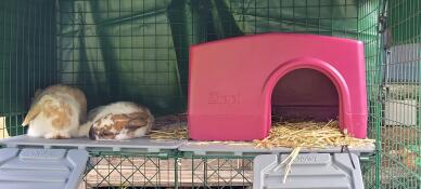 Omlet run and zippy shelter. floppy and spotty having their nap.