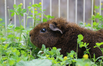 Guinea pig in run