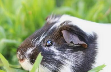 Close up of guinea pig