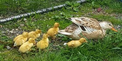 Scamp & her ducklings