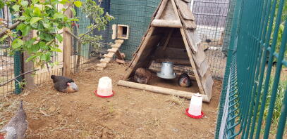 hens chilling