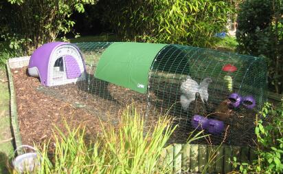 New home for happy chickens