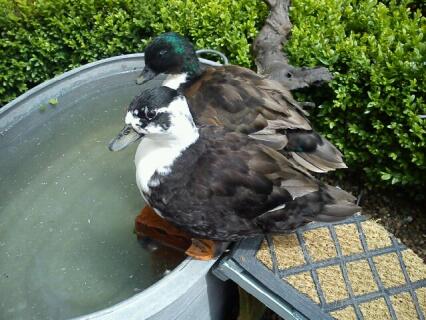 Call Duck For Sale | Ducks | Breed Information | Omlet