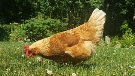 Chicken looking for worms in the garden