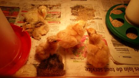 Yellow and brown chicks feeding a drinking