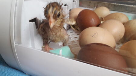 chick in incubator