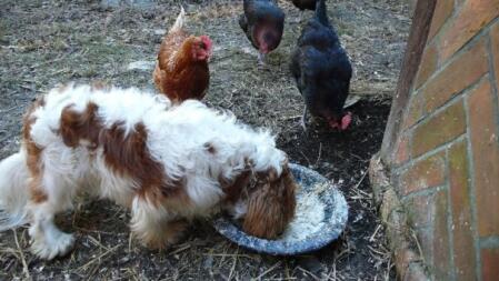 A dog eating the chickens food.