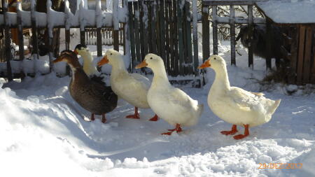 Cicilinos in winter