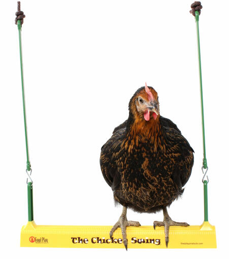 A chicken swinging happily on the chicken swing