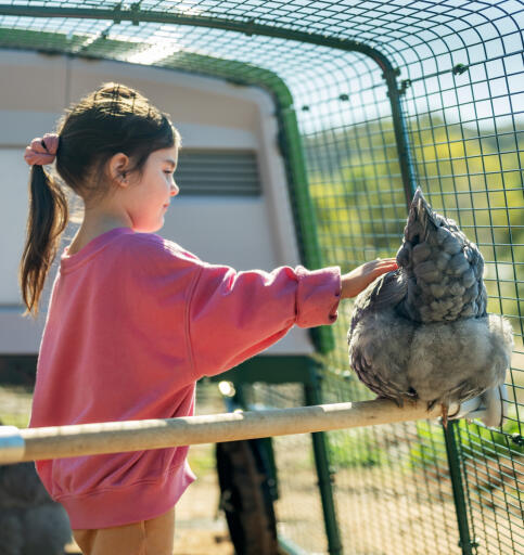Chicken in a perch attached to a coop run