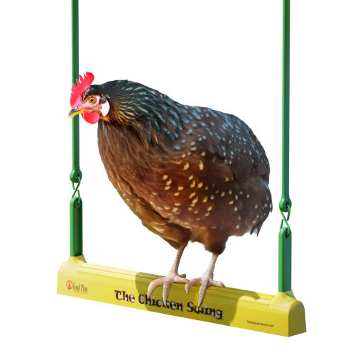 Chickens will find the chicken swing very entertaining
