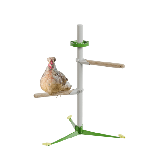 Chicken in the free standing  perch system spring kit