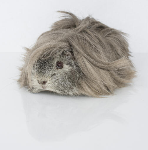 A beautiful little peruvian guinea pig with long grey fur