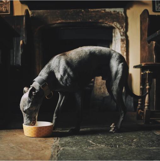 Dog eating from a yellow honeycomb pattern food bowl