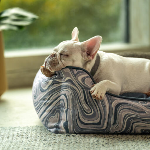 Frenchie resting his head on the Omlet nest bed in contour grey